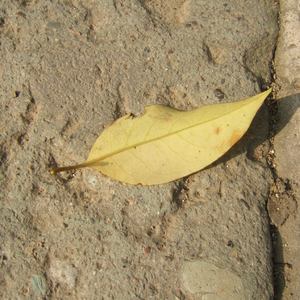 拉拉双女主韩漫
